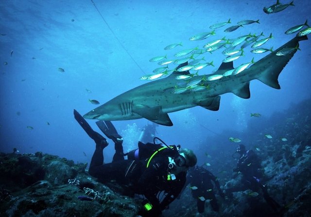 Diving in Newcastle, Australia - By Andrew Johnstone
