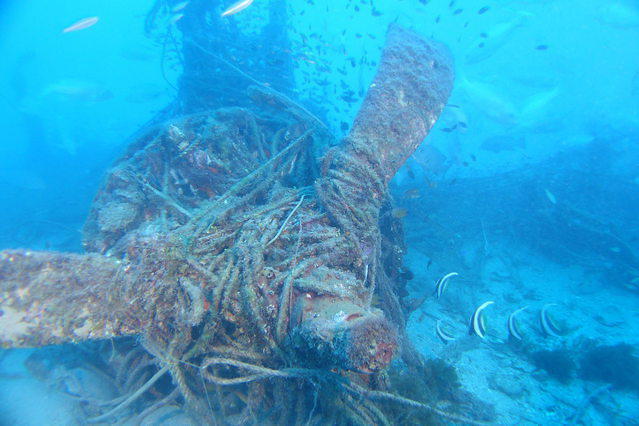 Diving in Australia, Townsville, Queensland - By Andrew Johnstone