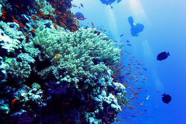 AVALON DIVERS - Dive Center in Egypt