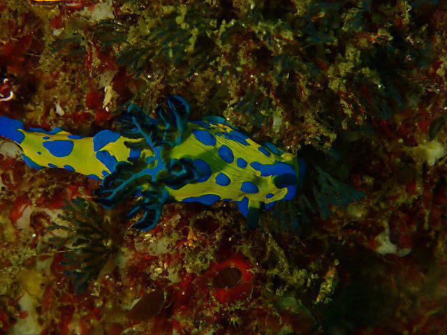 Dive Centre Bondi - Dive Center in Australia