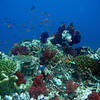 Picture taken during the dive