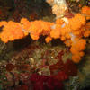 Picture taken during the dive