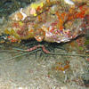 Picture taken during the dive