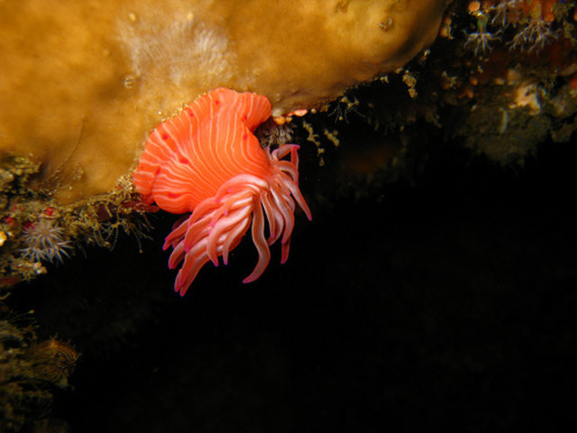 The Shoal - Dive Center in South Africa