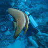Picture taken during the dive