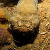 Picture taken during the dive
