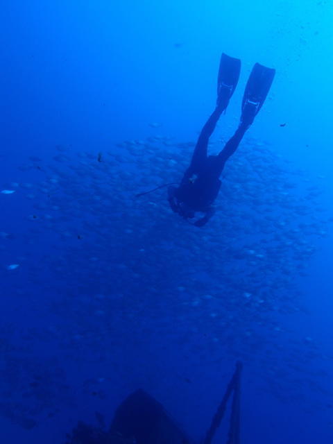 Porto Santo Sub - Dive Center in Portugal