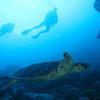 Picture taken during the dive