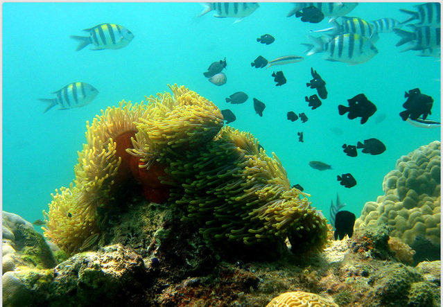 Blue Marine Diving - Dive Center in Kenya
