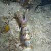 Picture taken during the dive