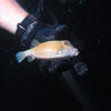 Picture taken during the dive