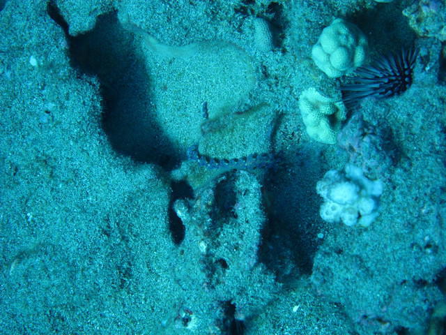 Island Divers Hawaii - Dive Center in United States