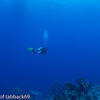 Picture taken during the dive