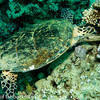 Picture taken during the dive
