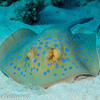 Picture taken during the dive