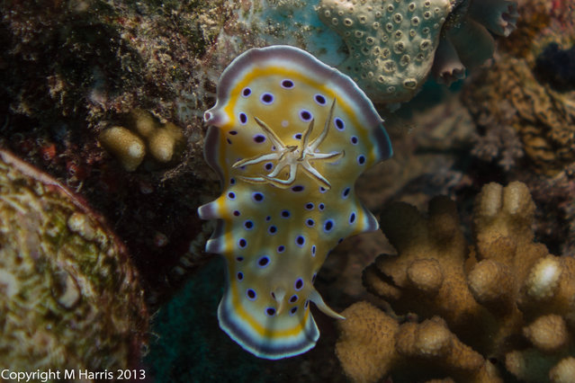 Diving in Egypt, Ras Mohammed - By Mark Harris