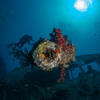 Picture taken during the dive