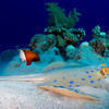 Picture taken during the dive