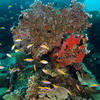 Picture taken during the dive