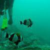 Picture taken during the dive
