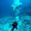 Picture taken during the dive