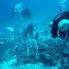 Picture taken during the dive