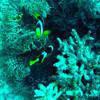 Picture taken during the dive