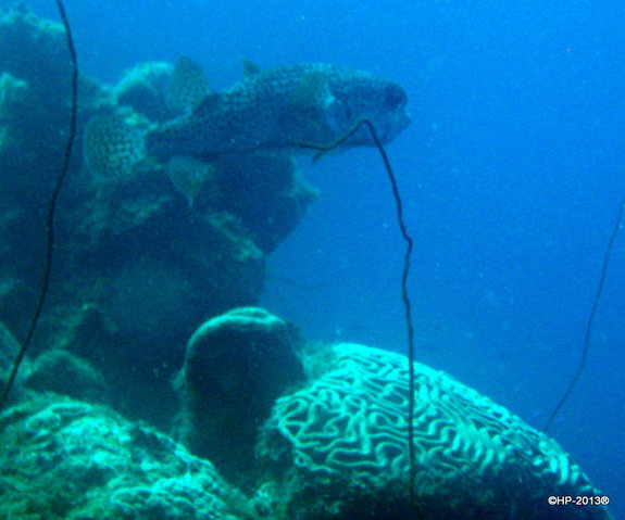 Twin Divers - Dive Center in Netherlands