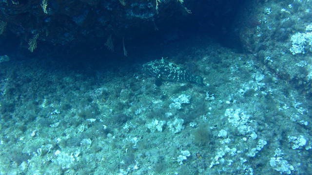 B&B DIVING CENTER SAS - Dive Center in Italy