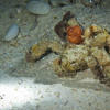 Picture taken during the dive