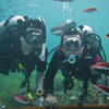Picture taken during the dive