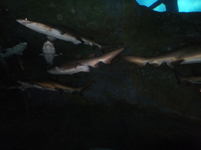Al Boom Diving-Jebel Ali Golf Resort & Spa - Dive Center
