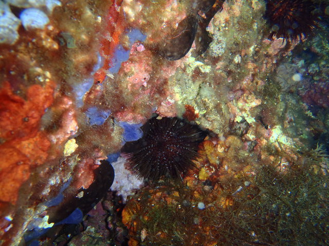 Dive & More - Dive Center in España