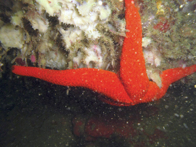 UDIVING, Unipessoal, Lda. - Dive Center in Portugal