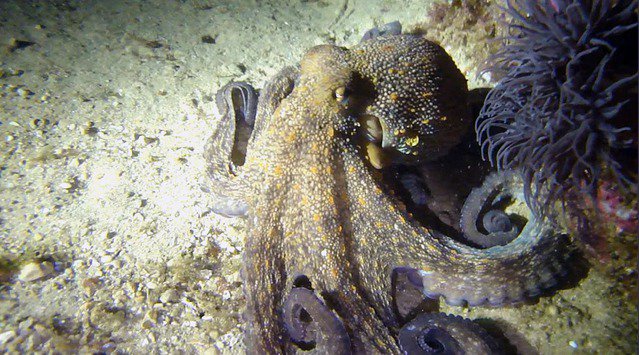 TopSub LDA - Dive Center in Portugal