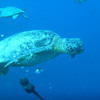 Picture taken during the dive