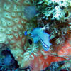 Picture taken during the dive