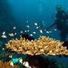 Picture taken during the dive