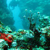 Picture taken during the dive