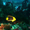Picture taken during the dive