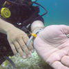 Picture taken during the dive