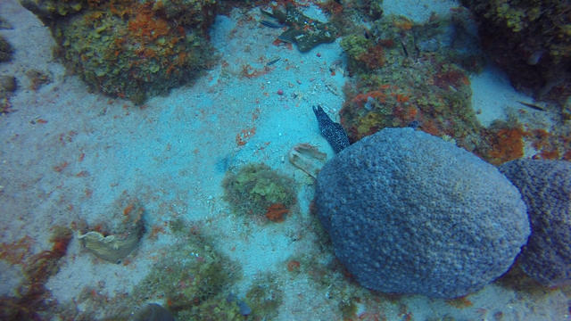 Ocean Encounters West - Dive Center in Netherlands Antilles