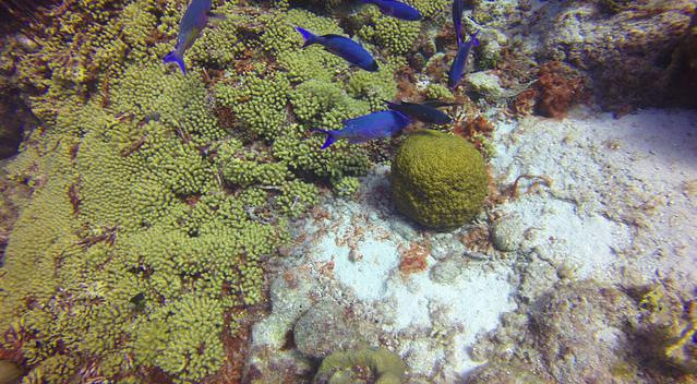 Ocean Encounters Curacao - Dive Center in Netherlands Antilles