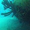 Picture taken during the dive