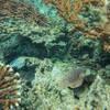 Picture taken during the dive
