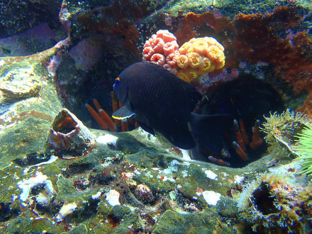 Chalo Tours - Dive Center in Ecuador