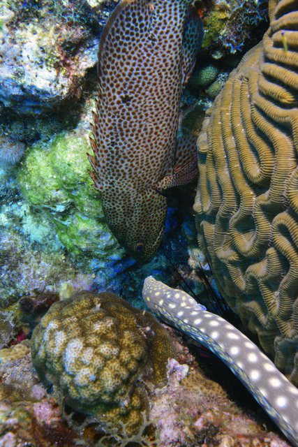 Archipel Plongée - Dive Center in France