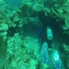 Picture taken during the dive
