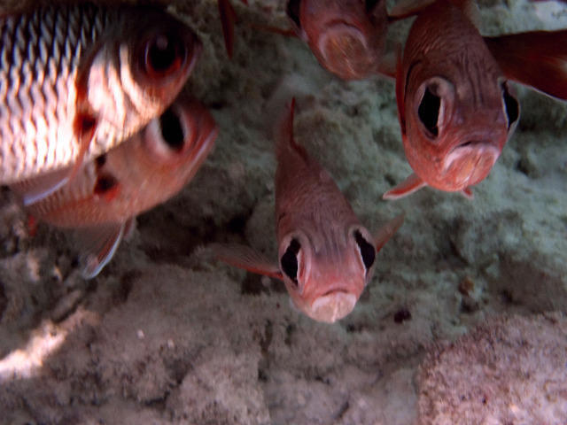 Dive Ocean Dhuni Kolhu - Dive Center