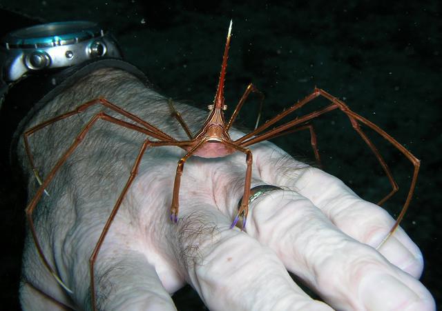 Davy Jones Diving - Dive Center in Spain